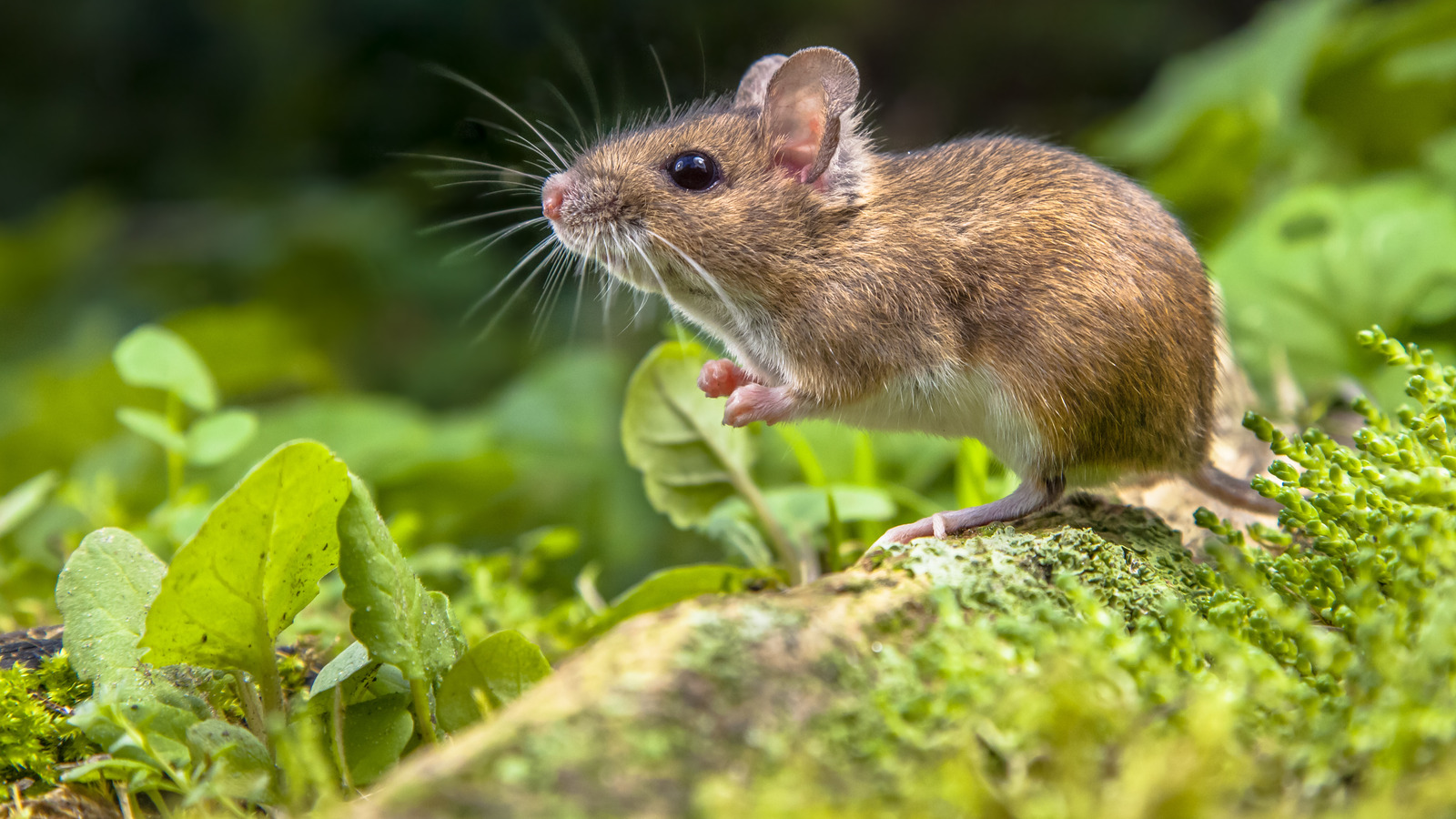 The Lawn Care Mistake That's Attracting Mice To Your Yard