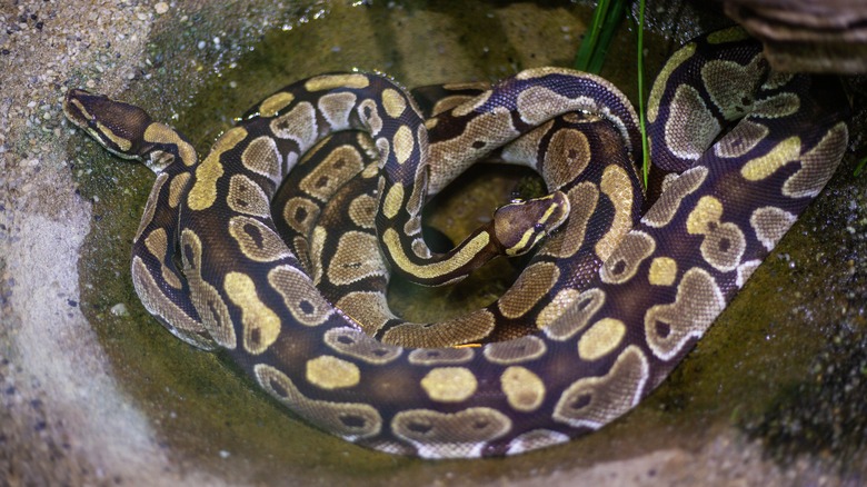 Snake in a puddle