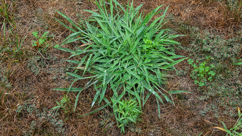 Crabgrass in lawn