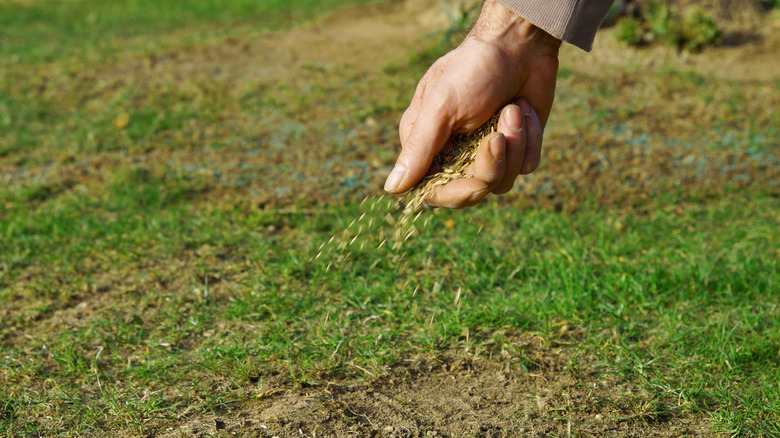 Spreading grass seed