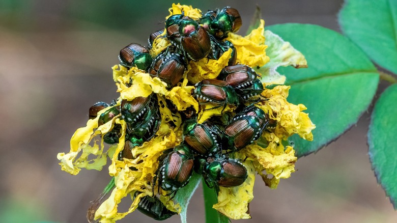 Flower being ravaged by Japanese beetles