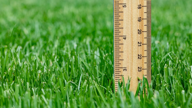 ruler to measure grass