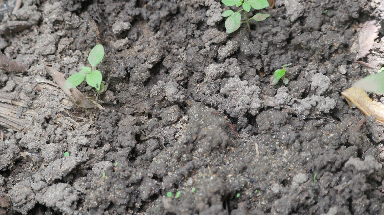 Close up of worm cast on soil