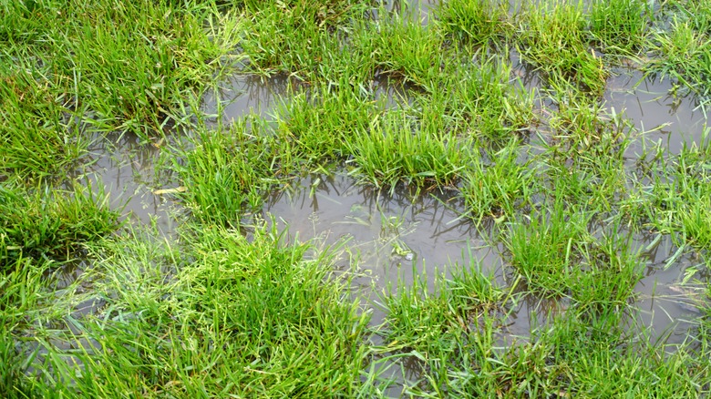 Waterlogged lawn