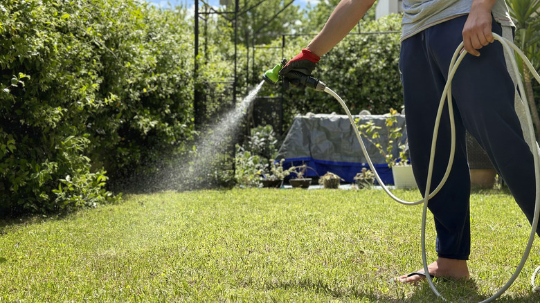 man watering lawn