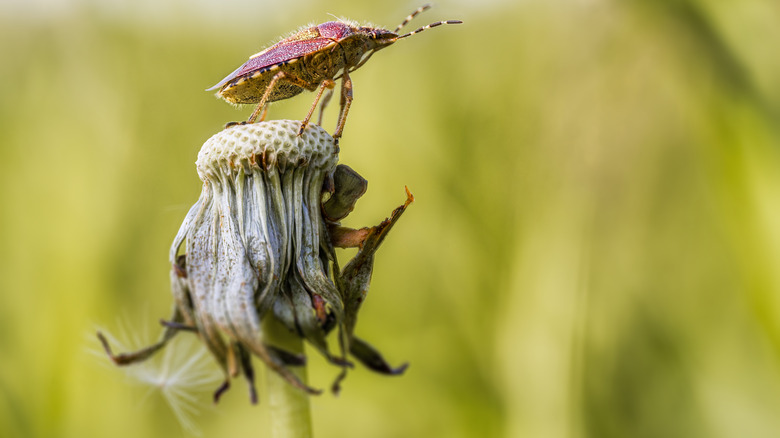 stink bug on dandelion