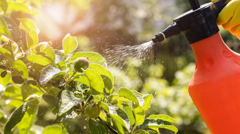 Person spraying plant with water