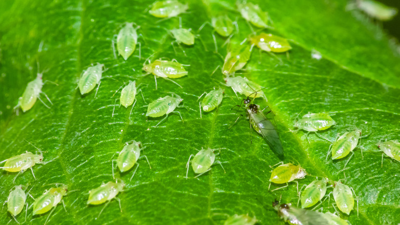 Aphids on a plant leaf