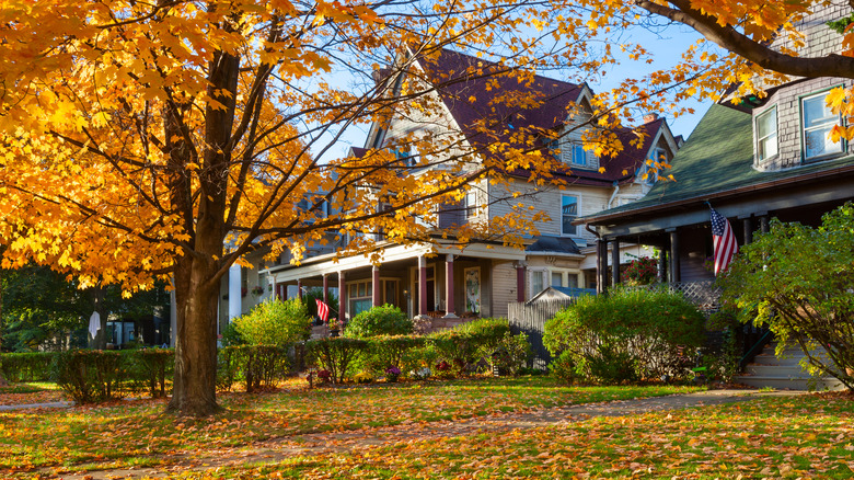 Leaves on the lawn 