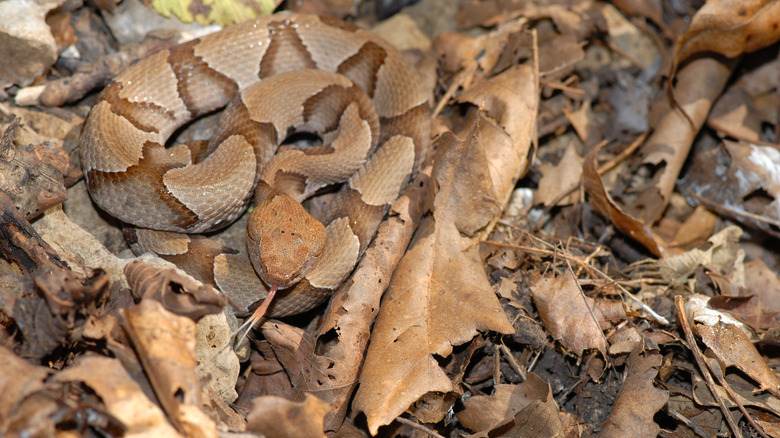 Snake hiding in leaves