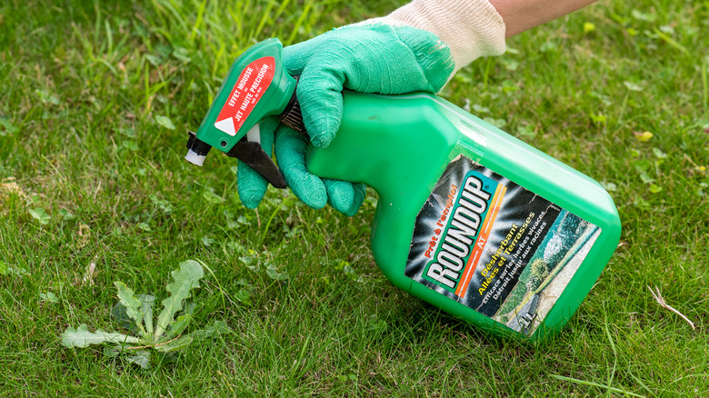 Person spraying herbicide