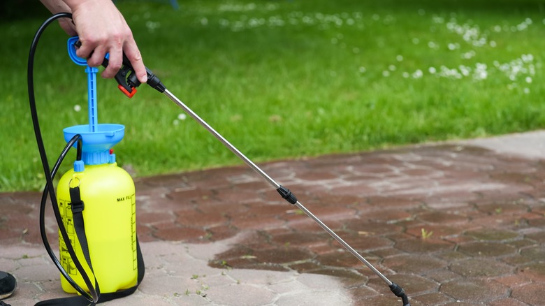 Spraying vinegar to remove weeds