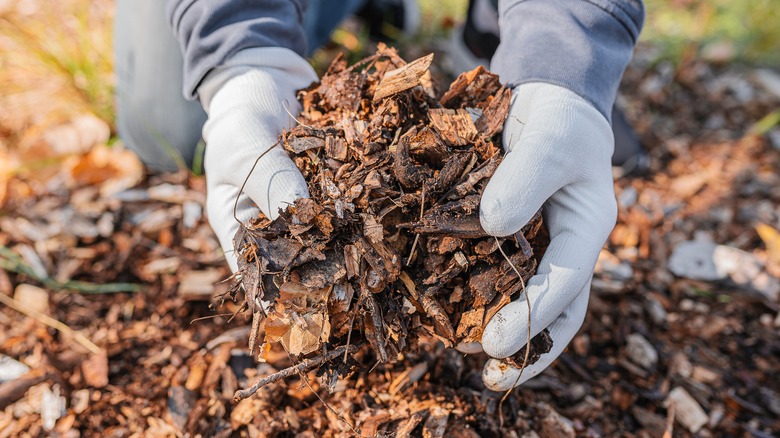 Person holding organic mulch