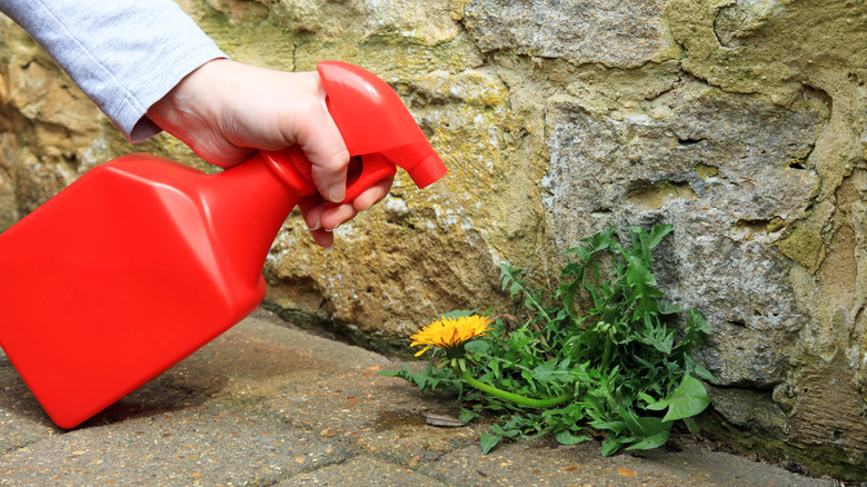 Spraying weeds