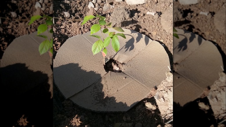 Cardboard covering weed