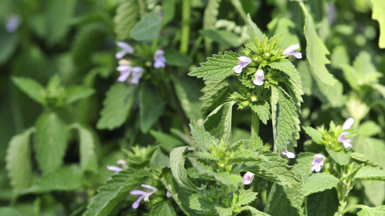 Flowering lemon balm