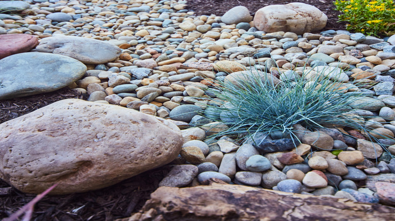 A detailed shot of plants encircled by river jack gravel in a landscaped garden