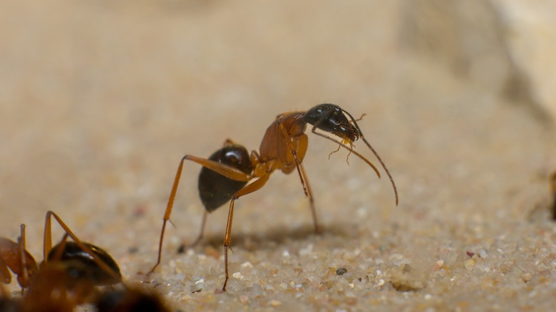 black headed sugar ant