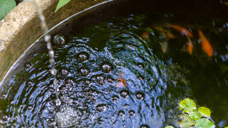 Pouring water into pond