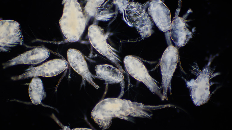 Magnified copepods on black background