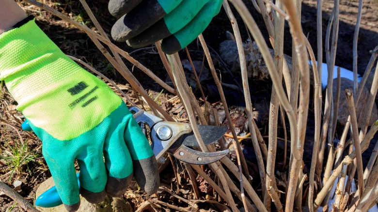 gloved hands pruning hydrangea 