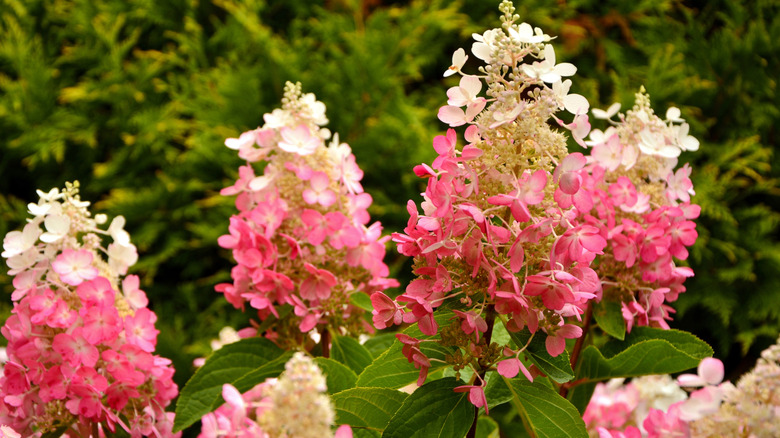 pink and white panicle hydrangeas