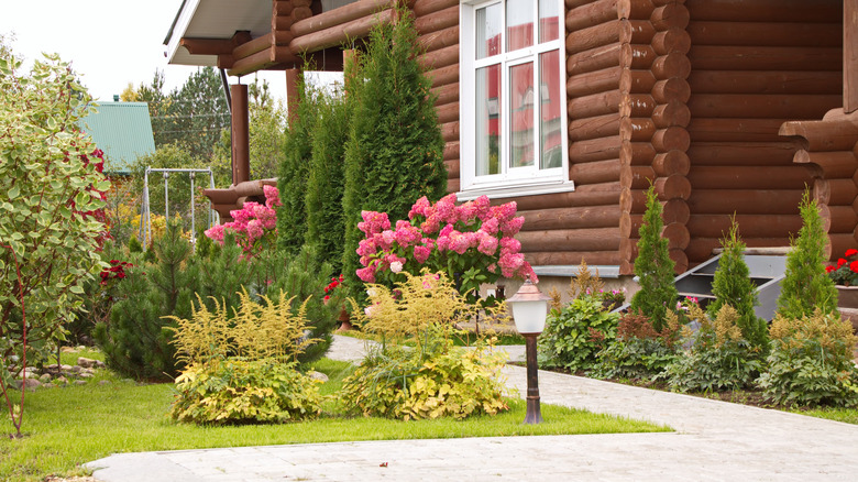 panicle hydrangea with log cabin 