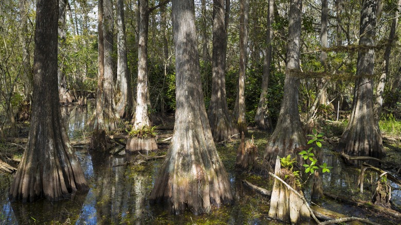 bald cypress growing along a path