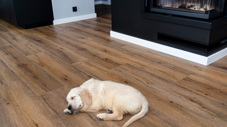 puppy sleeping on vinyl floor