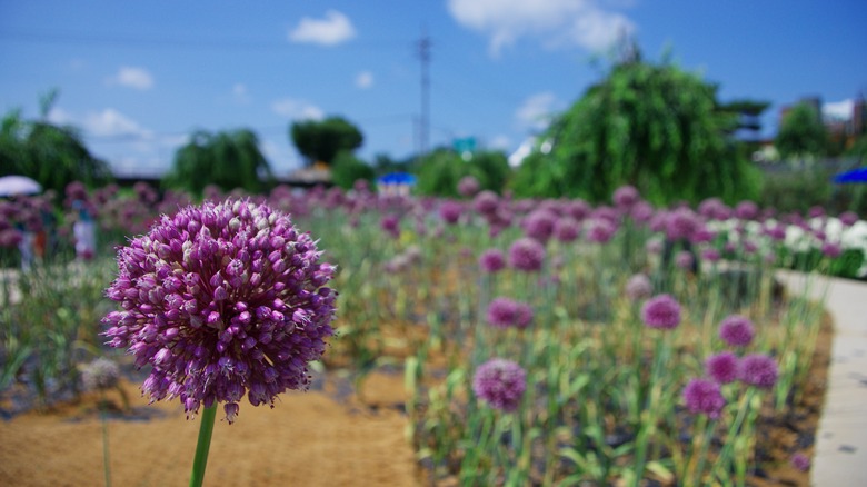 Elephant garlic flower