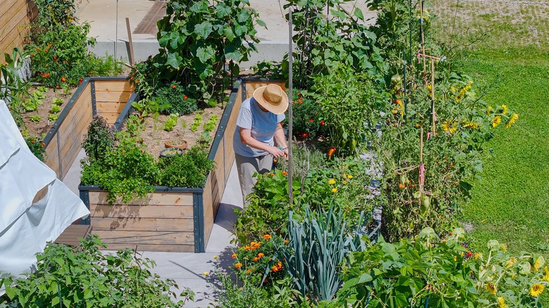 Gardener in garden