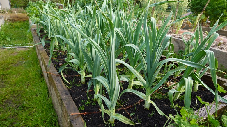 Bed of elephant garlic plants