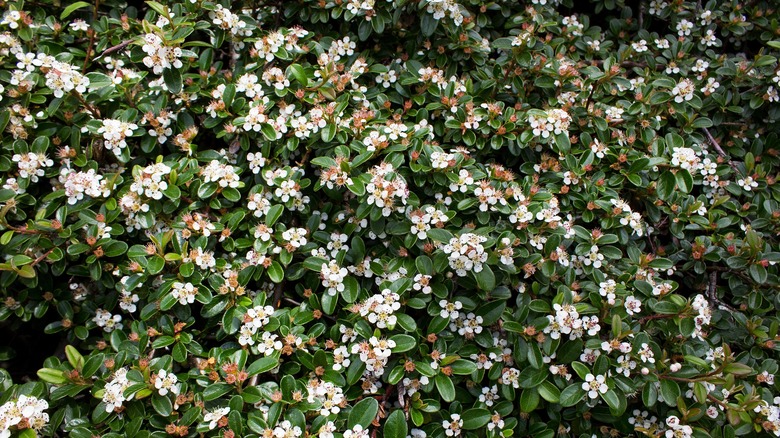 bearberry with white blooms