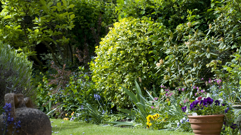 garden with ground covers