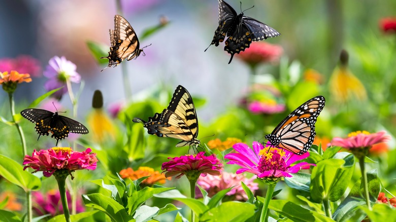 butterflies in a zinnia garden