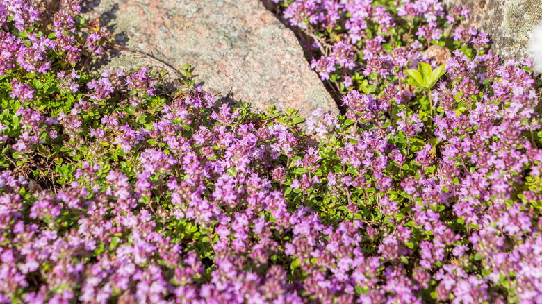 light purple creeping thyme