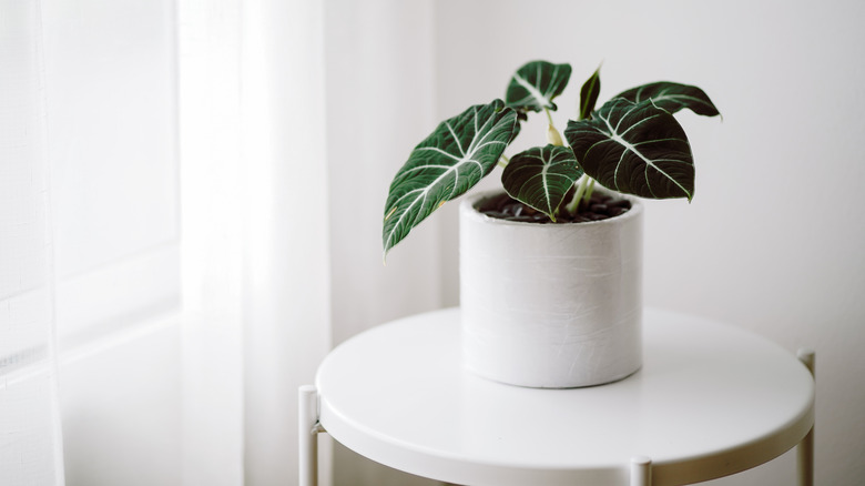 Alocasia black velvet in pot