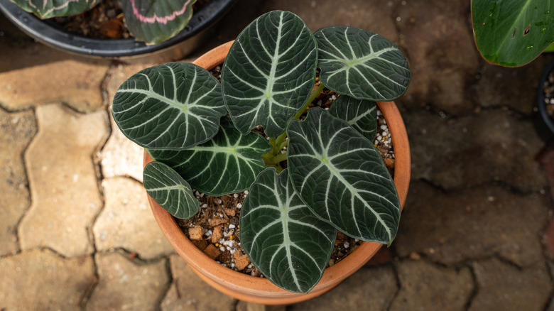 Alocasia black velvet, terracotta pot