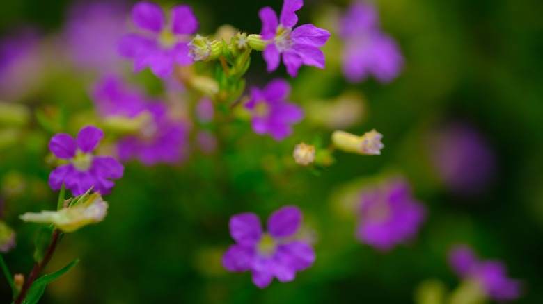 Mexican Heather plant