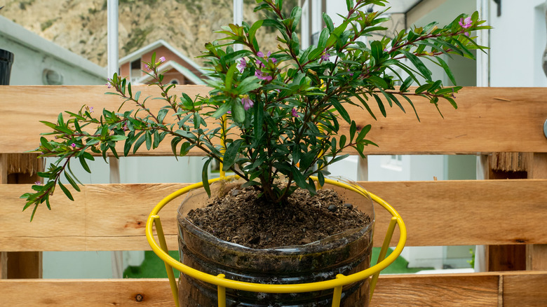 Mexican Heather plant