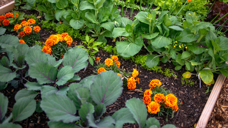 Planted marigolds in garden row