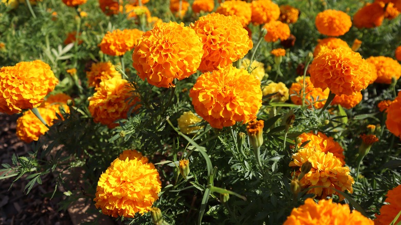 Orange marigold blooms 