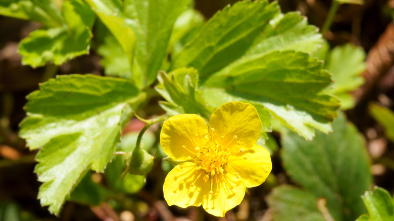 A barren strawberry blooms with a bright yellow flower.