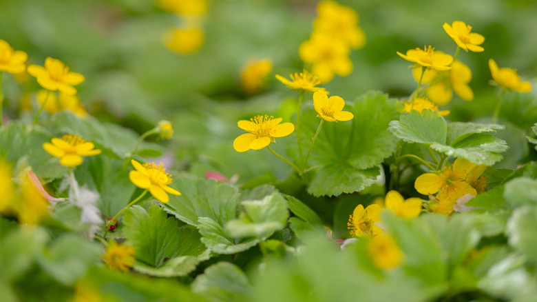 A patch of barren strawberries is covered with yellow flowers.