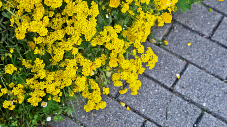 Yellow Alyssum path