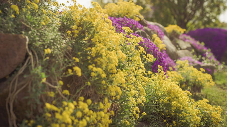 Rock wall Yellow Alyssum