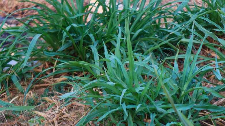 Close-up of bunny blue sedge growing in the ground.