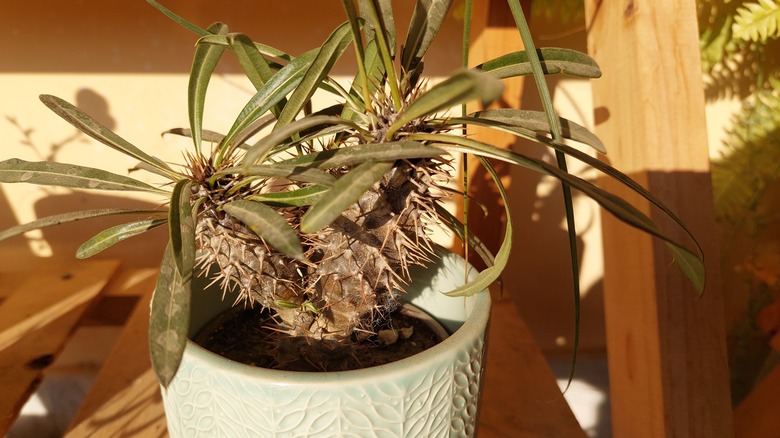 small Madagascar palm in pot