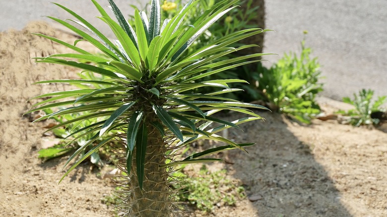 Madagascar palm plant outside