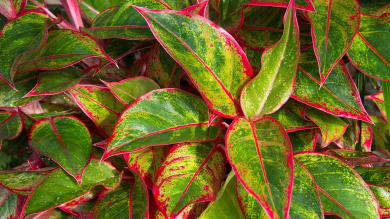 chinese evergreen red and green leaves
